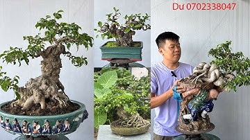 Các tác phẩm bàn trà mới hàng mini để bàn chất cho ae 