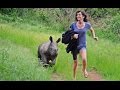 'Nandi' Orphaned Rhino Baby given a Bright  Future