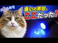 異臭の原因を即特定！猫のおしっこ痕を簡単に見つける方法【ブラックライト尿スキャン】