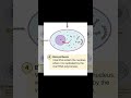 Ciclo viral 🦠 #cienciasobredosruedas #biologia #bioquimica #quimica #ciencia