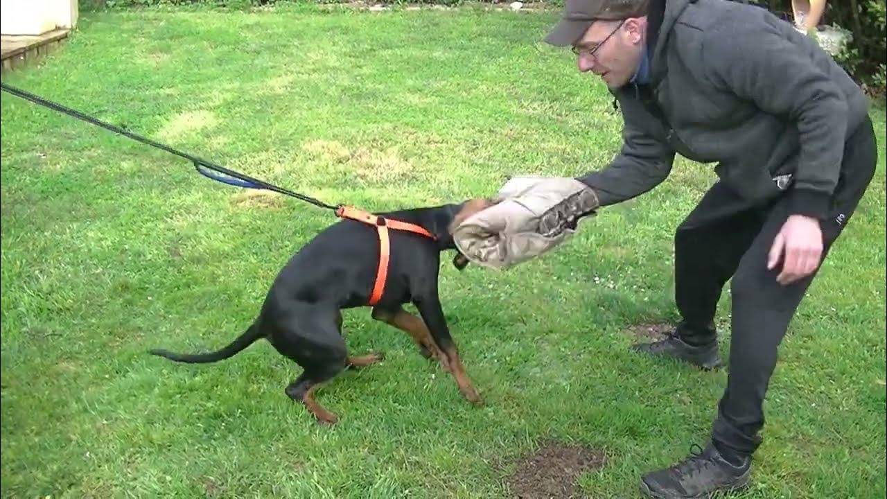 Dobermann puppy 5 months Bolcanstern YouTube