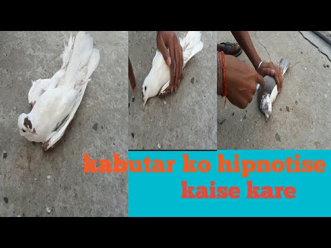 Kabutar ko hypnotize kaise kare || कबूतर को अपने वश मे कैसे करे ||