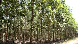 TEAK Plantation at Chilaw with with 420 healthy 20ft trees for sale