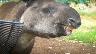 Arturo the Tapir loves a scratch Resimi