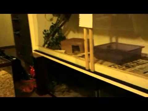 snake oil Reptile Basement Full Update
