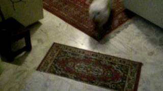 DSCN3404.AVI