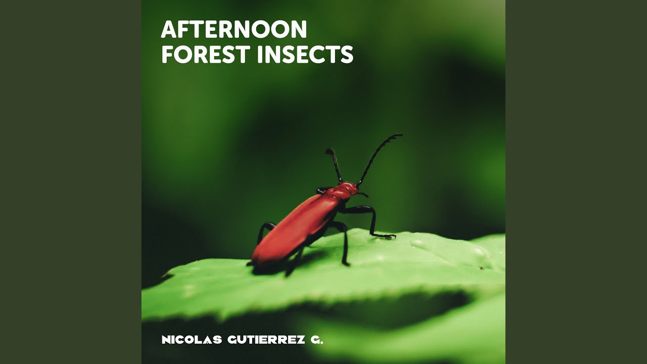 Afternoon forest insects