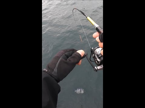 堤防の足元でまさかの超高級魚!? #Shorts