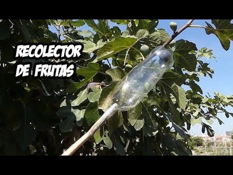 Video: Ya Sea Para Recoger Manzanas Del árbol De Un Vecino