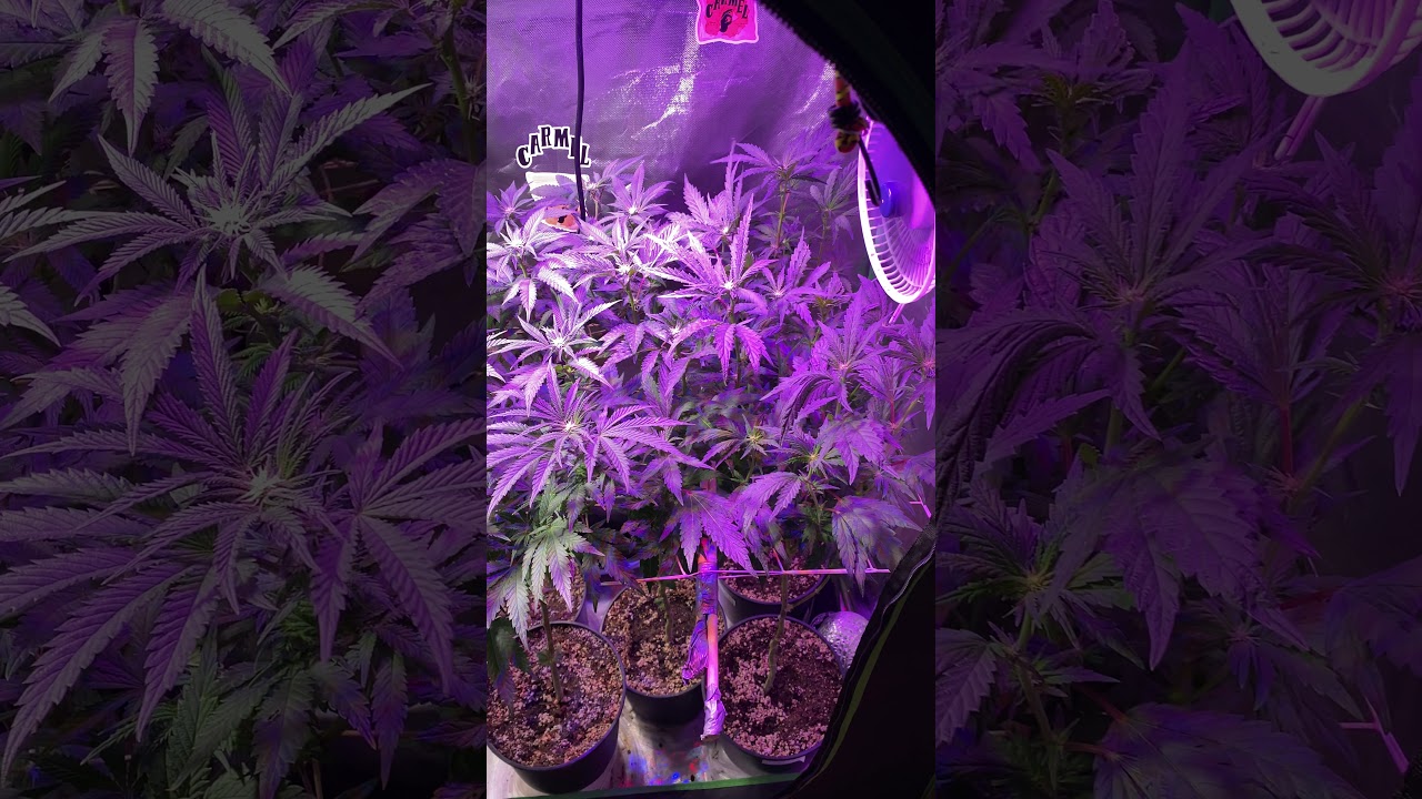 HLG 2x4 grow update