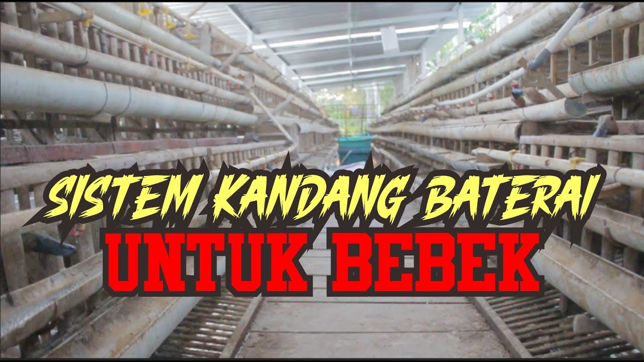 TERNAK BEBEK DENGAN SISTEM KANDANG BATERAI