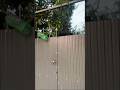 viral edit #shorts #trending #paperboy #reelsvideos #viral #youtubevideos #edit #capcut