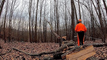 Felling a Hard-Leaner 90° to the Lay