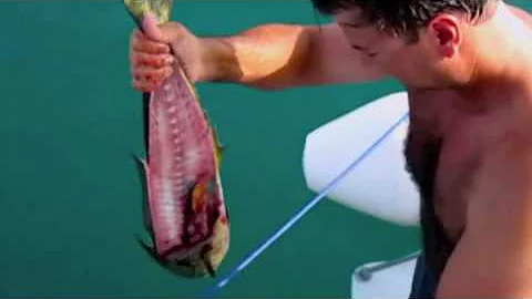 goliath grouper feeding