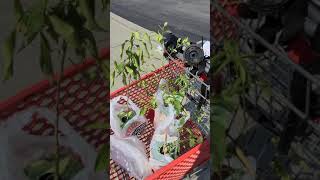 bought a brush cutter worth over 200.00 for 20 bucks at a  tractor supply store 😁😁😁