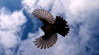 Willie Wagtail Swooping Slow Motion