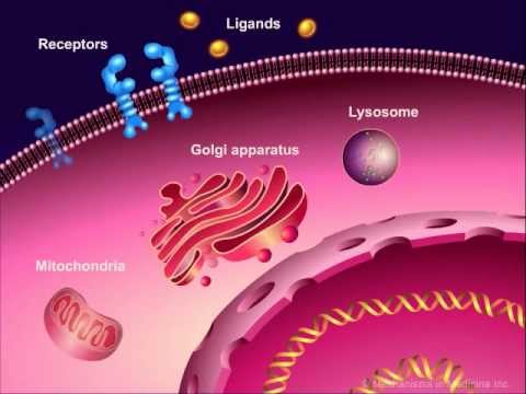 Video: Microvesicles En Chemokines In Tumor Micro-omgeving: Mediatoren Van Intercellulaire Communicatie Bij Tumorprogressie