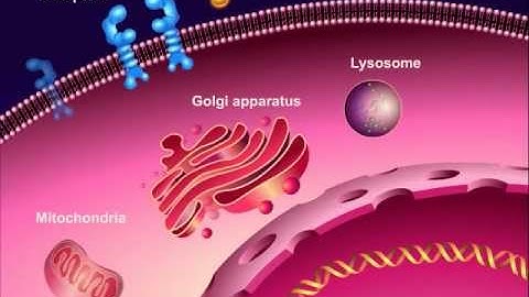 Introduction to Cancer Biology (Part 1): Abnormal Signal Transduction
