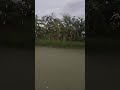 ฝนตกแล้วเย็นชุ่มฉ่ำเลยจ้า #เกษตรผสมผสาน #โคกหนองนาโมเดล #เลี้ยงปลา#ไรนาสวนผสม#เศรษฐกิจพอเพียง