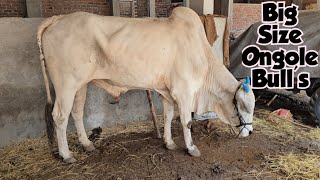 big size ongole bull's available in Moinbagh | bade janwar In Moinbagh GK function hall Hyderabad