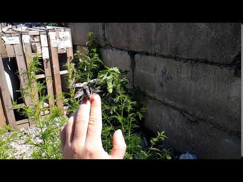 საინტერესო ვიდეო, როგორ შლის ფრთებს დიდი ზომის ხოჭო, ნელი კადრი. slow motion - bug