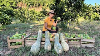 Dia de colheita de laranjas com receitas simples e maravilhosas