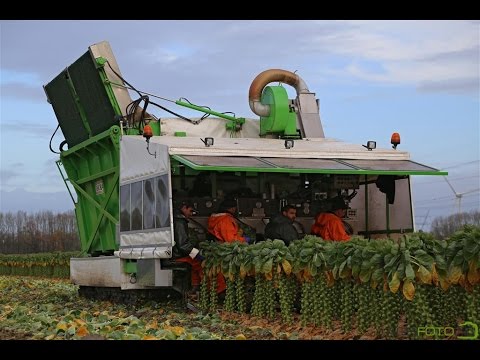 The story of the Brussels sprout | The sprout roller coaster! | Gebr. Herbert Zeewolde