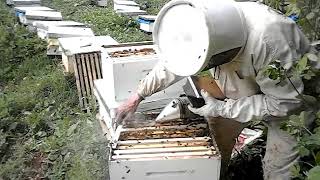 درس تطبيقي عن تركيب العاسلة الكبيرة والصغيرة : تربية النحل