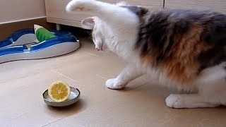 Perros y Gatos Juegan Con Limones  Vídeos de Risa [Nuevo]