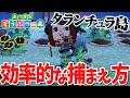 【あつ森】タランチュラ島にはもう行った?安全・効率的に捕獲してベル稼ぎ!【あつまれどうぶつの森】