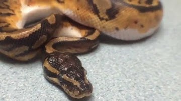 Pet store piebald ball python with enteric trichomoniasis and retained eye caps