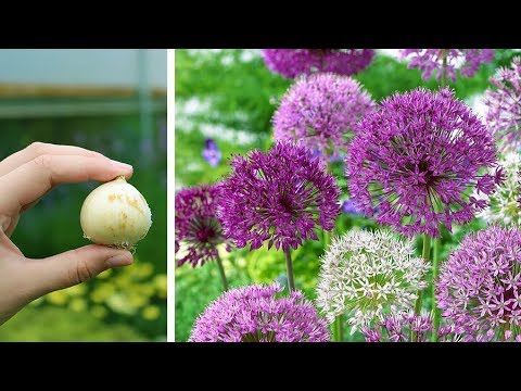 Video: Growing Allium: Informacija apie Allium priežiūrą