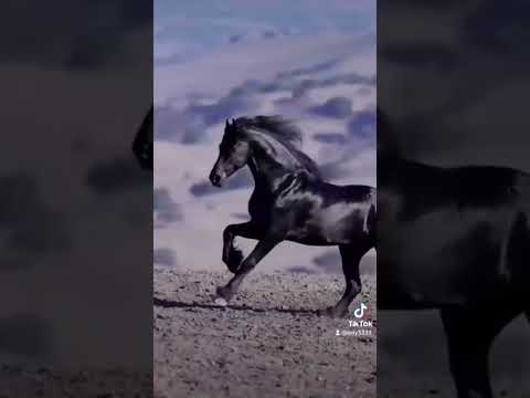 لا عمرى طمعت فى اللى معاك