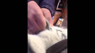 Erin braiding forelocks