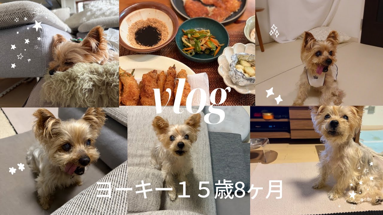 Yorkie] My family's Yorkie: Quirky, feisty, but adorable #vlog