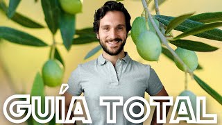 Cuidados Olivo En Maceta Cómo Sacar Aceitunas En Olivo