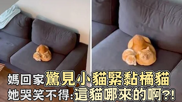 妈回家惊见「小猫紧黏橘猫」她哭笑不得：这猫是谁的啊？！｜猫咪｜宠物｜猫｜感动｜搞笑 - 天天要闻