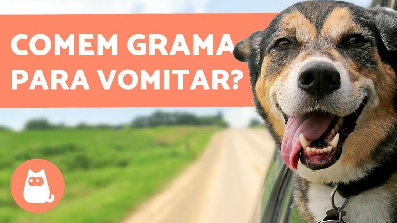 Vômitos em cachorro Clearance