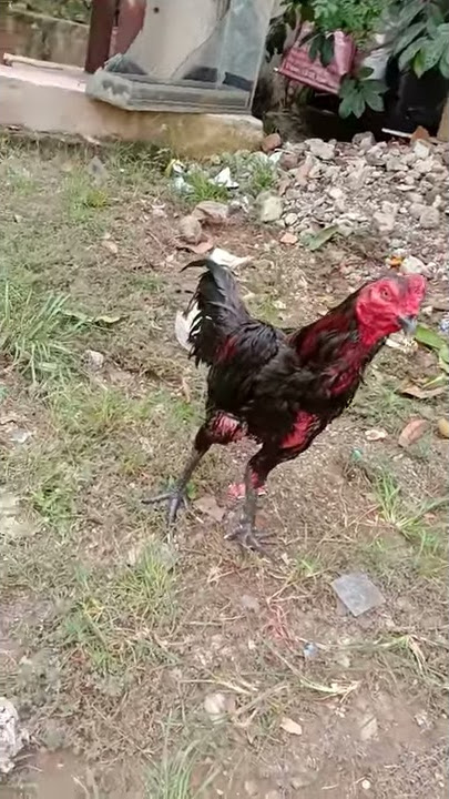 Magon pukul ko