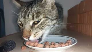 cat BARSIK eats meat