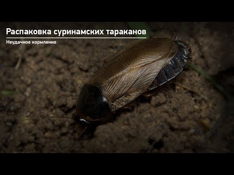 Video: Mukoed Surinaams: beschrijving. Hoe zich te ontdoen van insecten in granen?