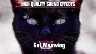 High Quality Sound Effects [Cat Meowing] @SOUNDFOUNDFX