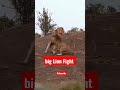 Lion Fight 🦁 #trending #lion #animal #animallover #animals #animalshorts #shorts #viralvideo #viral