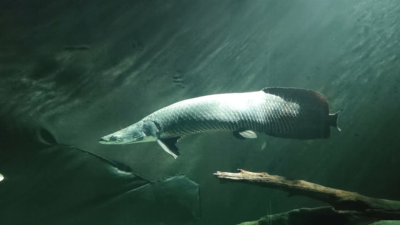 Arapaima Pirarucu Paiche Aquarium Zoo Schönbrunn Vienna Visit Big Red ...