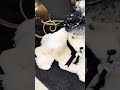 Raz Large Black Labradoodle or Cream Poodle Christmas Figure