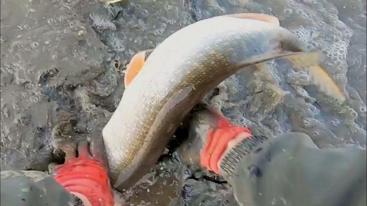 ПОЙМАЛ ЩУКУ РУКАМИ! РЫБАЛКА МЕЧТЫ!