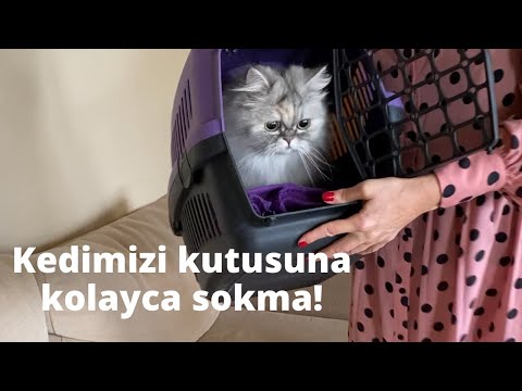Video: Kediniz Nasıl Tasınır?