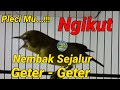 telik sandi !! pleci juara ngalas nembak ngotot geter geter