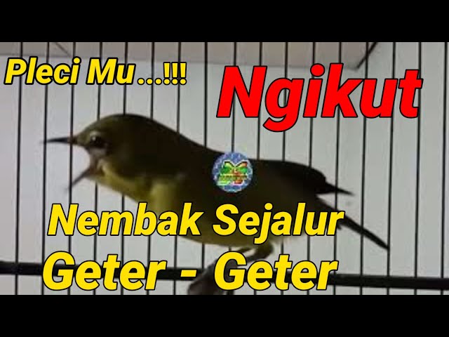 telik sandi !! pleci juara ngalas nembak ngotot geter geter class=