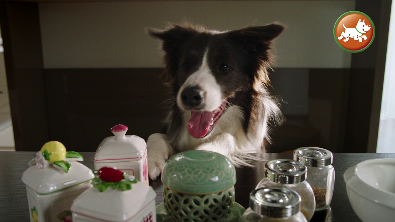 Зоомагазины Четыре Лапы! Открыты и работаем! Самовывоз из 270 ...